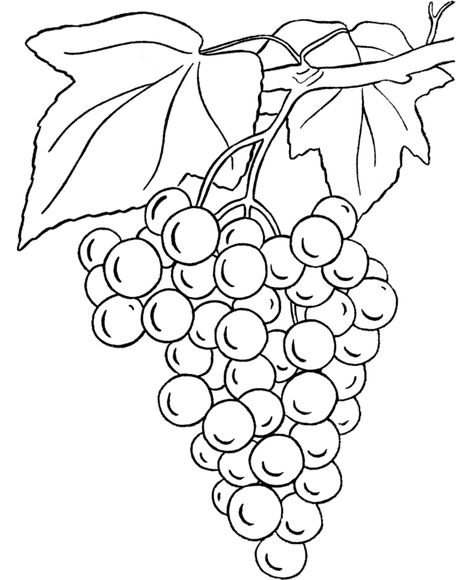 Grapes Coloring Pages - Best Coloring Pages For Kids Grape Drawing, Bunch Of Grapes, Fruit Coloring Pages, Grape Color, Pola Sulam, Grape Bunch, Stained Glass Patterns, Coloring Book Pages, Pyrography