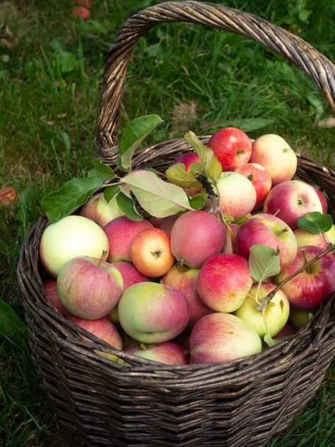 Stewed Apples, Smoothie Fast, Wild Kitchen, Coffee Substitute, Potato Ricer, Apple Varieties, Potato Cakes, Fruit Photography, Wild Apple