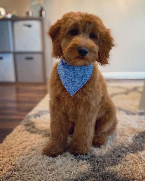 Teddy Bear Doodle, Teddy Bear Goldendoodle, Goldendoodle Haircuts, Goldendoodle Miniature, Goldendoodle Grooming, Puppy Haircut, Teddy Bear Puppies, Poodle Mix Dogs, Mini Goldendoodle Puppies