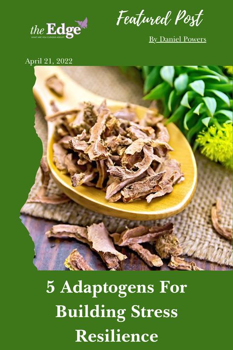 🍄🌿 Curious about natural stress relief during National Mushroom Month? Dive into the enlightening article "5 Adaptogens for Building Stress Resilience" by Daniel Powers. Explore the world of adaptogenic mushrooms and discover how they can help you stay balanced and resilient in the face of life's challenges. Let's embrace the power of nature for a calmer, more centered you! 🌟🧘‍♂️ #NationalMushroomMonth #StressResilience #NaturalWellness Adaptogenic Mushrooms, Ocimum Tenuiflorum, Edge Magazine, Adrenal Cortex, Rhodiola Rosea, Ashwagandha Root, Holy Basil, Power Of Nature, Cortisol Levels