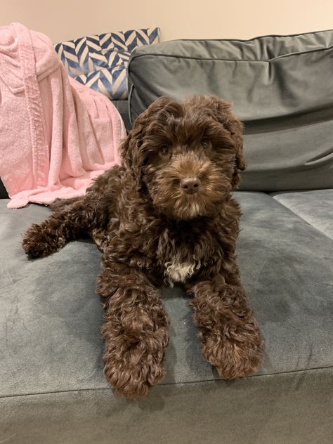 #labradoodle #labradoodlepuppy #chocolatelabradoodle #chocolatelabradoodlepuppies Chocolate Cavapoo, Labradoodle Cuts, Chocolate Toy Poodle, Chocolate Labradoodle Puppy, Goldendoodle Black, Chocolate Labradoodle, Poodle Cuts, Golden Doodles, Australian Labradoodle