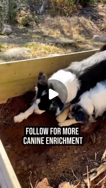 183K views · 5.3K likes | Canine Enrichment with Maria, Bodhi & Sonny on Instagram: "⬆️ FOLLOW FOR DIY DOG ACTIVITIES ⬆️  ⬇️ GET SPRING STARTED OFF RIGHT!⬇️  Forget the garden beds, build your dog a dig pit this year 😅  I know, some people want to know - will it cause your dog to dig in other areas in the yard? No… but, if they’re already digging in your yard, give them a legal outlet (the dig pit), redirect them to it until they figure out that’s the best place to dig. The key is to be consistent. Dogs are brilliant, if you stick with it, they’ll get it.   What about the dirt?!  Much to my surprise & delight - as long as it’s not just after raining - most of the dirt falls out before they get in the house! All fur is different, but if you have a border collie, hopefully yours will be the Digging Box For Dogs, Dog Dig Pit Diy, Digging Pit For Dogs, Dig Pit For Dogs, Diy Dog Digging Pit, Dog Digging Area, Canine Enrichment, Digging Dogs, Dog Run