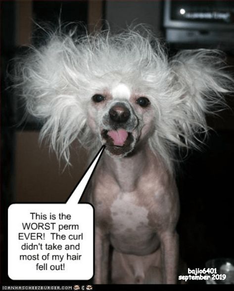 TIME FOR A NEW GROOMER Bad Hair Day Funny, Hair Quotes Funny, Dog Haircuts, Chinese Crested Dog, Hair Quotes, Up Dog, Chinese Crested, Bad Hair Day, Hair Humor