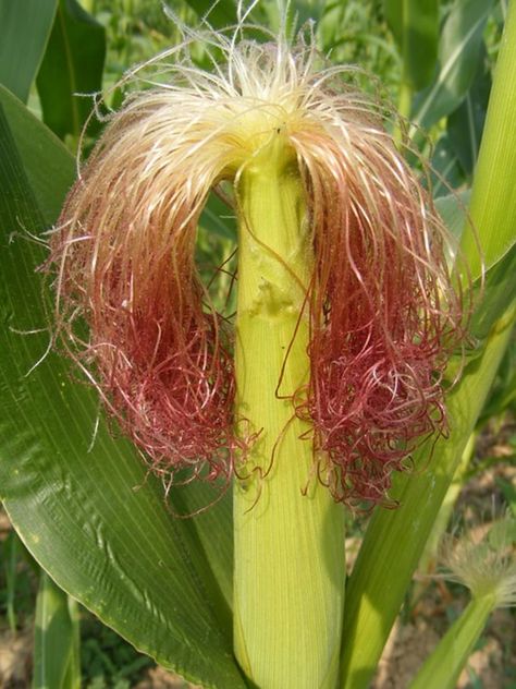 Seer Prophet, Corn Health Benefits, Corn Silk Tea, Edible Grass, Edible Weeds, Silk Benefits, Corn Silk, Dried Corn, Homemade Shampoo