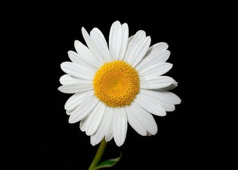 April Birth Flower: Daisy and Sweet Pea - Avas Flowers Types Of Daisies, Yellow Daisy Flower, April Birth Flower, Daisy Petals, Daisy Wallpaper, Flower Close Up, Photos Of Eyes, Bloom Blossom, Close Up Photography