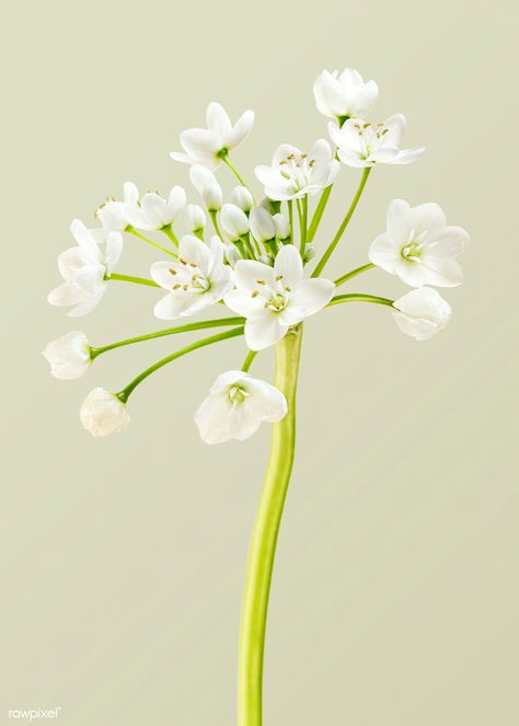 Natural white Allium Neapolitanum flower | premium image by rawpixel.com / Teddy Rawpixel Allium Neapolitanum, White Allium, Meghan Wedding, Allium Flowers, Html Color Codes, Spring Pastels, Desert Sunset, Color Codes, Light Spring