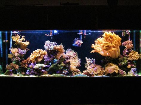 Rated #62: 150 Gallons Reef Tank - my 150 gallon Reef Tanks, Reef Tank, Aquariums, Fish Tank, All Time, Most Beautiful, The World, Art