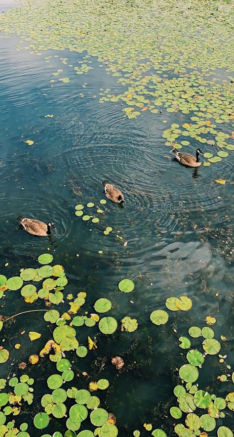 #ducks #goose #pond #lake #animals #nature #water #summer Lake Birds Eye View, Pond Birds Eye View, Mural School, Goose Pond, Pond Photography, Ducks Swimming, Lake Animals, School Planning, Environment Projects