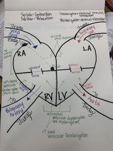 Emt Study, Cardiology Nursing, Temple Texas, Studie Hacks, Medical Assistant Student, Paramedic School, Heart Diagram, Nursing School Essential, Heart Stethoscope