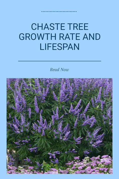 Chaste trees, or Vitex agnus-castus, are known for their fast growth and ability to thrive for decades when properly cared for. Generally, these deciduous trees can reach their maximum height of 10 to 20 feet in around 3 to 4 years, making them ideal for gardens looking for quick shade. They produce beautiful purple flowers annually which attract bees and butterflies. With full sun exposure and a well-drained soil, Chaste trees flourish, providing a fantastic addition to any landscape with minimal maintenance. Plant Meanings, Purple Flowering Tree, Beautiful Purple Flowers, Vitex Agnus Castus, Agnus Castus, Chaste Tree, Pavers Backyard, Tree Growth, Flowering Tree