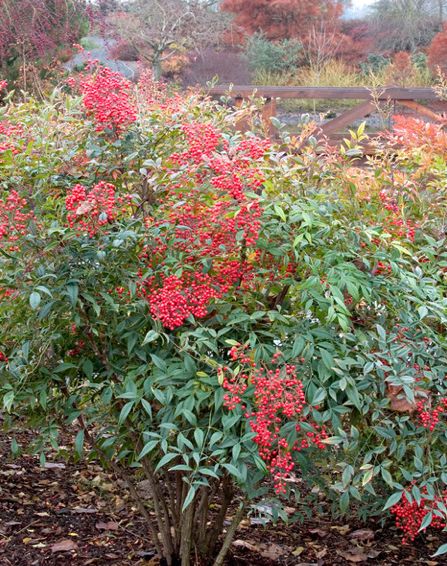 #N nandina DOMESTICA - HEAVENLY BAMBOO - 5 GALLON Heavenly Bamboo, Nandina Domestica, Colorful Shrubs, Conifers Garden, Monrovia Plants, Plant Catalogs, Landscaping Images, Planting Shrubs, Garden Shrubs