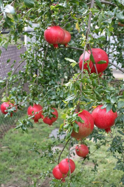 Nut Trees, Pomegranate Tree, Tree Seedlings, Pomegranate Fruit, Green Food, Fruit Tree, Tree Seeds, Unique Trees, Pomegranate Seeds