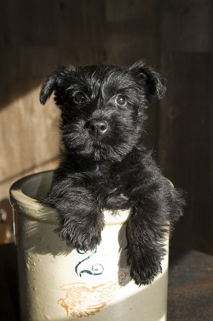 This puppy is adorable. The image of a small wide-eyed dog in what appears to be a bucket attracts the eye in a less is more way. Black Terrier, Cairn Terriers, Scottie Dogs, Scottish Terriers, Mini Schnauzer, Adorable Dogs, Must Love Dogs, Sweet Dogs, Miniature Schnauzer