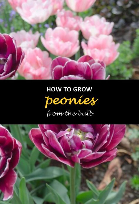 Peony Bulbs Planting, When To Plant Peonies Bulbs, Planting Peony Bulbs, How To Grow Peonies, Autumn Planting, Peony Seeds, Grow Peonies, Peony Bulbs, Peony Care