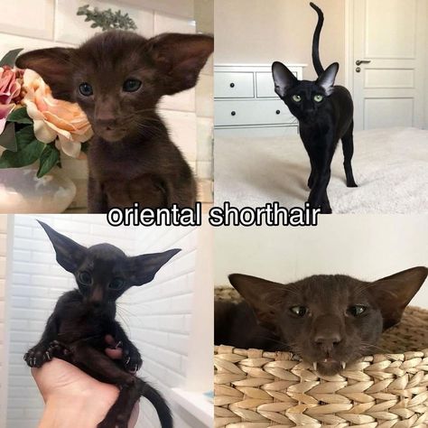 Oriental shorthair Orental Short Hair Cats, Types Of Cats Breeds, Different Types Of Cats, Random Animals, Cat Species, Shorthair Cat, Long Haired Cats, Cat Hacks, Types Of Cats