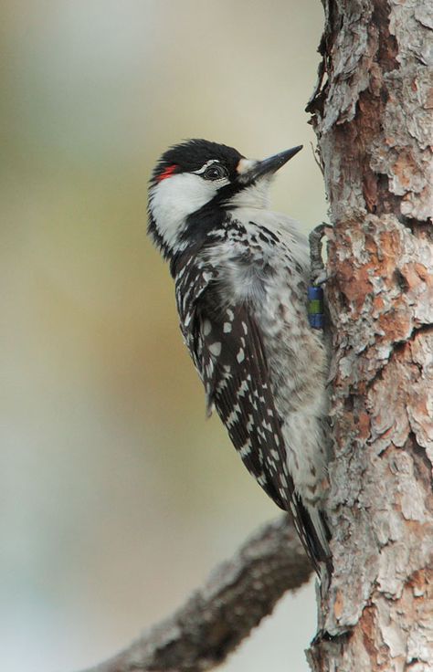 Red-cockaded Woodpecker by Tom Grey an endangered species of pine forests in the South Longleaf Pine, Southern Pine, Red Pictures, Woodpeckers, Life List, Endangered Animals, Ap Art, Pine Forest, Recipe Inspiration