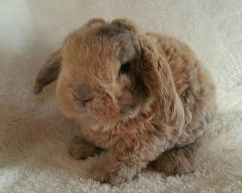 Lilac Harlequin Astrex Plush Lop Velveteen Lop Rabbit, Curly Animals, Rabbitry Ideas, Bunny Things, Mini Lop Rabbit, Lop Bunnies, Lop Rabbit, Rabbit Ideas, Floppy Eared Bunny