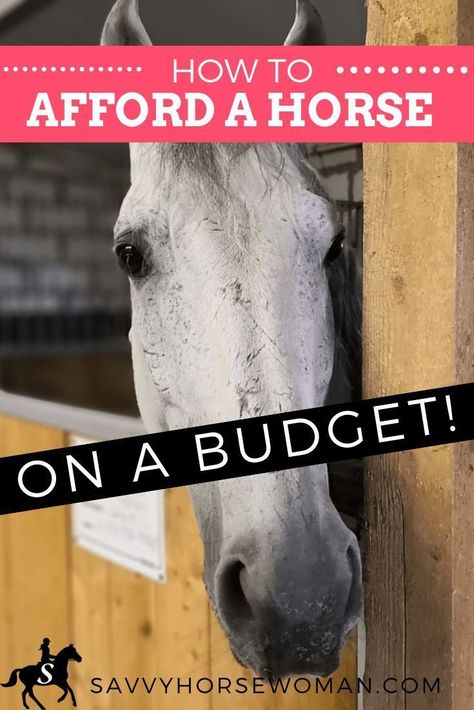 How To Afford a Horse on a Budget by Savvy Horsewoman Gorgeous Paintings, Horse Hacks, Horse Ownership, Buy A Horse, Horse Information, Animal Movement, Horse Care Tips, Horse Facts, Horse Riding Tips