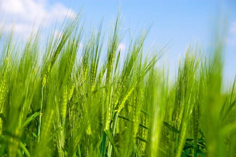 Green wheat field. Closeup of green wheat field growing in summertime , #Ad, #field, #wheat, #Green, #Closeup, #summertime #ad Green Wheat Field, Green Wheat, Wheat Field, Wheat Fields, Wheat, Photo Image, Close Up, Herbs, Logo Design