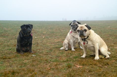 Mom.com : 10 Cool Facts About Pugs -- A GROUP OF PUGS IS CALLED A GRUMBLE We love when groups of certain animals are known by unique and unusual collective names. Sometimes, even a certain breed gets its own name when in a group. A group of Pugs is called a grumble. Seems like kind of a bad-tempered nickname for such a good-natured breed. (Source) Image via Getty Creative Grumble Of Pugs, Pug Facts, Queen Mary Ii, Pug Names, Pet Pug, Athletic Dogs, Cool Facts, Loyal Dogs, Ancient China