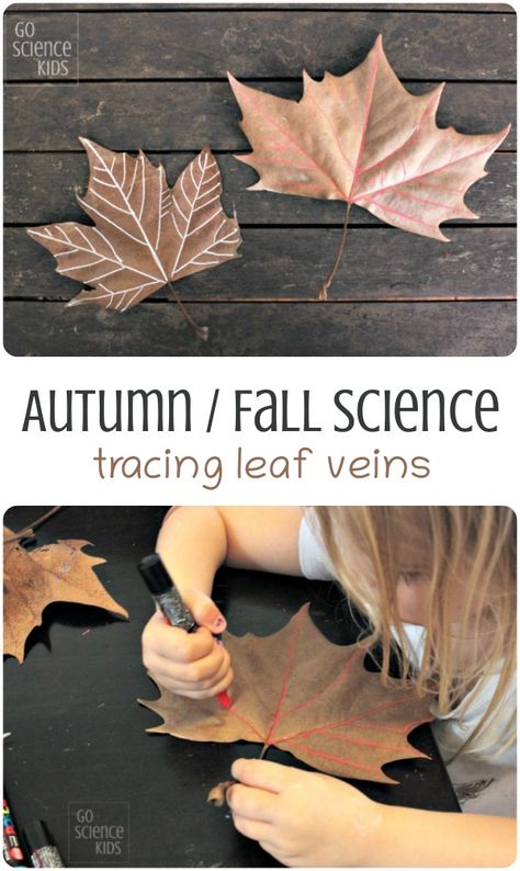 Leaf Science, Autumn Projects, Fall Science, Stem Art, Science Kids, Fall Activities For Kids, Fall Lessons, Homeschool Projects, First Day Of Kindergarten