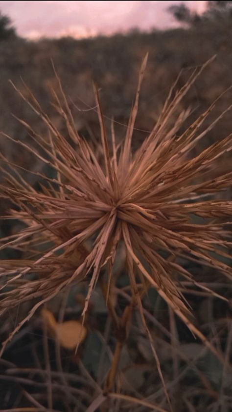 Spiky Plant, Spiky Tree Spiky Plants, In The Beach, The Beach, Sculpture, Plants