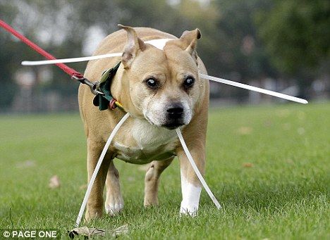 Dolly, the blind dog Dog Facts Interesting, Dog Biscuit Recipe, Blind Dog, Dog Facts, Aggressive Dog, Dog Products, Puppy Lover, Staffordshire Bull Terrier, How To Train