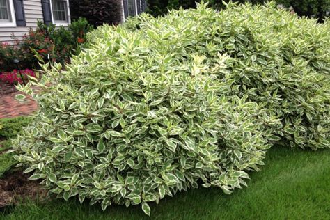 Cornus alba ‘Ivory Halo’_4746 Ivory Halo Dogwood, Rose Bushes Landscape Front Yards, Rose Bushes Landscape, Dogwood Shrub, Red Twig Dogwood, Fast Growing Shrubs, Twig Dogwood, Green Lady, Front Landscape