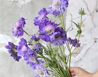 Purple Scabiosa, Pincushion Flower, Growing Cut Flowers, Seed Box, Cut Flower Garden, Garden Kits, Flower Bed, Floral Display, Types Of Soil