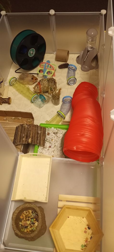 C&C playpen for my syrian hamster, Getty. He likes to explore so I tried to put a lot of spots to climb, hide and tunnel through. Hamster Playpen Ideas, Diy Hamster Playpen, Hamster Playpen, Syrian Hamster Enclosure, Diy Bin Cage For Hamster, Bin Cages For Hamsters, Syrian Hamster Bin Cage, Hamster Cages, Syrian Hamster