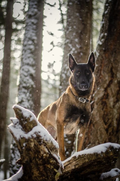 Belgium Malinois, Malinois Puppies, Protective Dogs, Belgian Malinois Dog, Reactive Dog, Malinois Dog, Belgian Shepherd, Pretty Dogs, Police Dogs