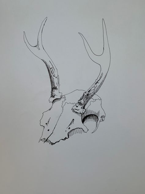 Quick sketch of deer skull and antlers, from 2018. Deer Sketch Simple, Antler Sketch, Deer Skull Drawing, Antlers Drawing, Antler Illustration, Moose Skull, Antelope Skull, Roe Deer Skull, Bone Drawing