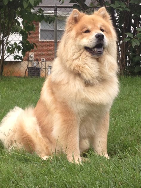 Training Food, Most Expensive Dog, Chow Chow Dog, Chinese Dog, Chow Dog, Expensive Dogs, Chow Chow Dogs, Adorable Puppy, Pretty Dogs