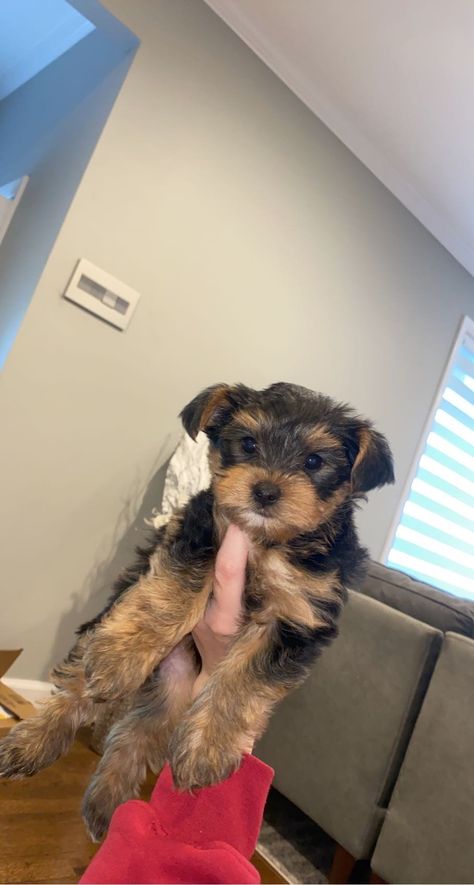 Yorkshire Aesthetic, Puppies Aesthetic, Male Yorkie, Yorkie For Sale, Yorkie Poodle, Yorkie Puppies For Sale, Puppies For Sale Near Me, Teacup Yorkie Puppy, Yorkie Puppy For Sale