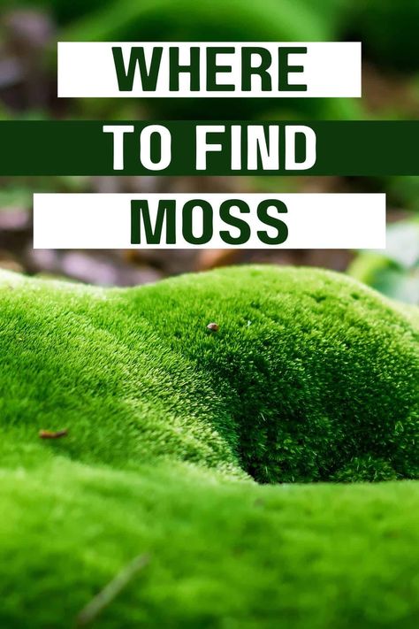 How To Plant Moss, How To Grow Moss Indoors, Moss Yard, Moss Propagation, Japanese Moss Garden, Indoor Moss Garden, Moss Projects, Grow Moss, Moss Gardens