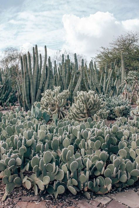 Arizona Botanical Garden, Xeriscape Garden, Sisters Aesthetic, Cactus Gardens, Papago Park, Birmingham Botanical Gardens, Victorian Greenhouses, Montreal Botanical Garden, Desert Places