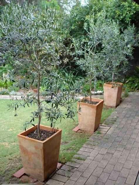 oliviers en hauts pots carrés en terre-cuite Olivier En Pot, Potted Olive Tree, Mediterranean Garden Design, Balkon Decor, Garden Walkway, Mugs Ceramic, Mediterranean Garden, Olive Gardens, Potted Trees