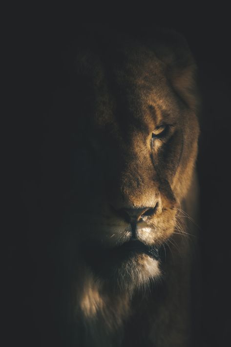 A lion with a black background photo – Free Female power Image on Unsplash Black Background Photo, Lion Wallpaper Iphone, Lion Eyes, Wild Animal Wallpaper, Eagle Wallpaper, Free Backgrounds, Lion Wallpaper, Sunset Images, Female Power