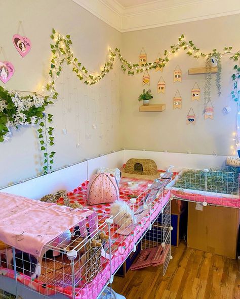 Autumn Grace | Guinea Pig & Rabbit Care (@autumnspiggies) • Instagram photos and videos Guinea Pig Room Ideas, Guinea Pig House Diy, Cute Guinea Pig Cage Ideas, Guinea Pig Cage Setup Ideas, Guinea Pigs Cage Ideas, Guinea Pig Aesthetic, Aesthetic Guinea Pig Cage, Guinea Pig Cage Ideas, C&c Guinea Pig Cage Ideas