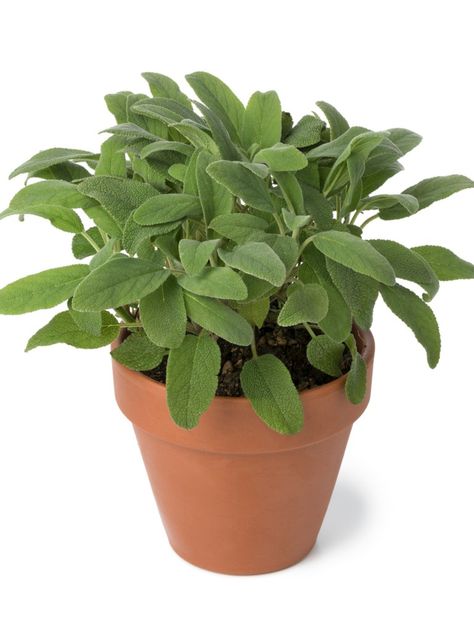 Growing Sage Indoors, Growing Sage, Best Herbs To Grow, Sage Herb, Sage Plant, Lucky Plant, Culinary Herbs, Seed Company, Herb Seeds