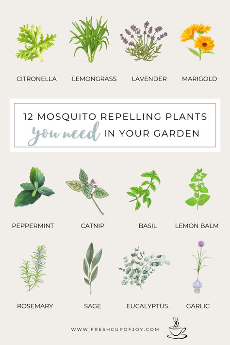 Insect Repellent Plants, Repel Mosquitos, Citronella Plant, Plants That Repel Bugs, Mosquito Plants, Mosquito Repelling, Mosquito Repelling Plants, Gardening Hacks, Fragrant Plant