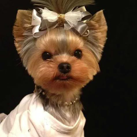 Yorkie Puppy Haircuts, Yorkie Hair, Yorkshire Terrier Grooming, Yorkie Cuts, Yorkie Hairstyles, Puppy Haircut, Yorkie Haircuts, Yorkshire Terrier Haircut, Top Dog Breeds