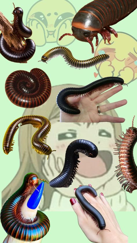 Millipedes 😍 Millipede Drawing, Millipede Enclosure, Bug Board, Animal Enclosures, Millipedes, Centipedes, Beetle Art, Cool Bugs, Arthropods