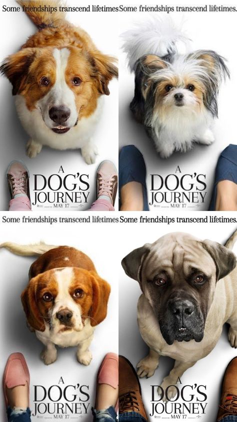 A Dogs Purpose Movie, A Dog's Journey, A Dogs Purpose, Dog Movies, Art Drawings Simple, Cute Dogs, Movie Tv, Favorite Movies, Art Drawings