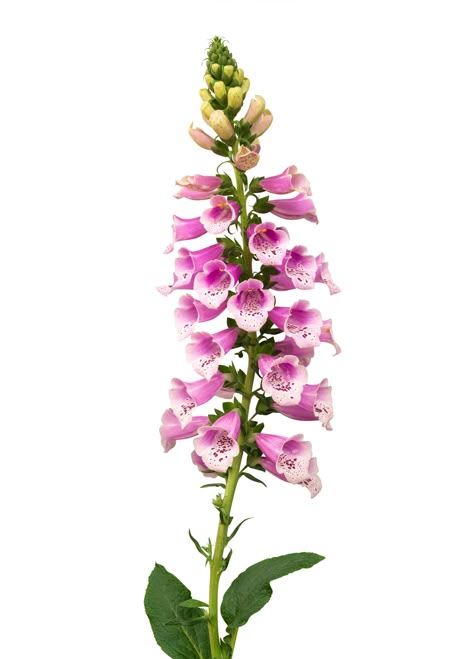 Foxglove Illustration, Adalyn Grace, Poisonous Flowers, Periwinkle Plant, Foxglove Plant, Foxglove Flower, Fox Glove, Low White Blood Cells, Fence Painting