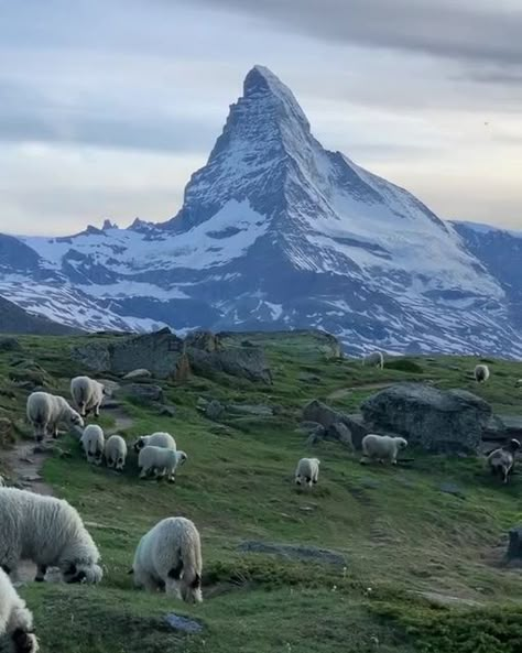 Matterhorn Switzerland, Swiss Mountains, Alpine Flowers, Zermatt Switzerland, Wild Animals Pictures, Zermatt, Swiss Alps, Cute Wild Animals, Zoo Animals