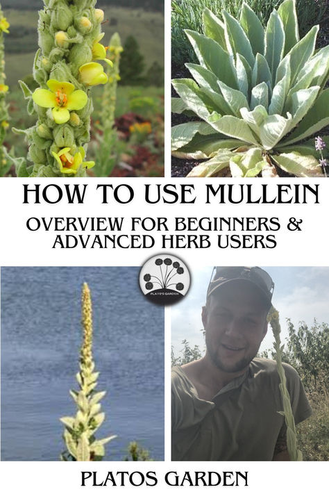 mullein verbascum thapsus Great Mullein, Naturalist Decor, Mullein Leaf, Best Herbs To Grow, Herbs For Hair Growth, Cold Remedy, Growing Herbs Indoors, Herbs For Hair, Natural Philosophy