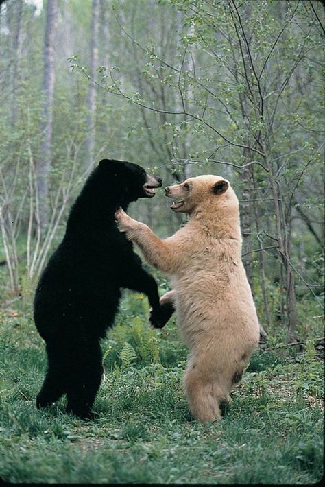 32 Unique Photos That Required Perfect Timing Kermode Bear, American Black Bear, Spirit Bear, Animal References, Animal Antics, Bear Pictures, Love Bear, Bear Cubs, Animal Friends