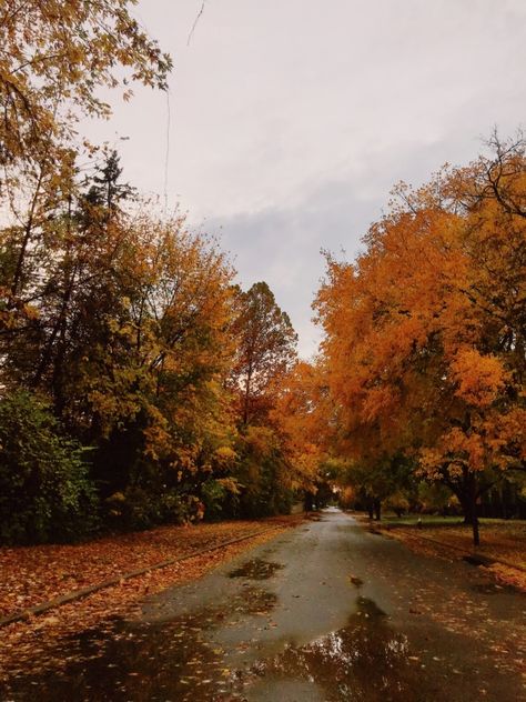 Autumn Vibes Aesthetic, Autumnal Aesthetic, Seasonal Photography, Spooky Halloween Pictures, Cool Sweater, October Sky, Witch Tips, Photography Autumn, Fall Mood Board