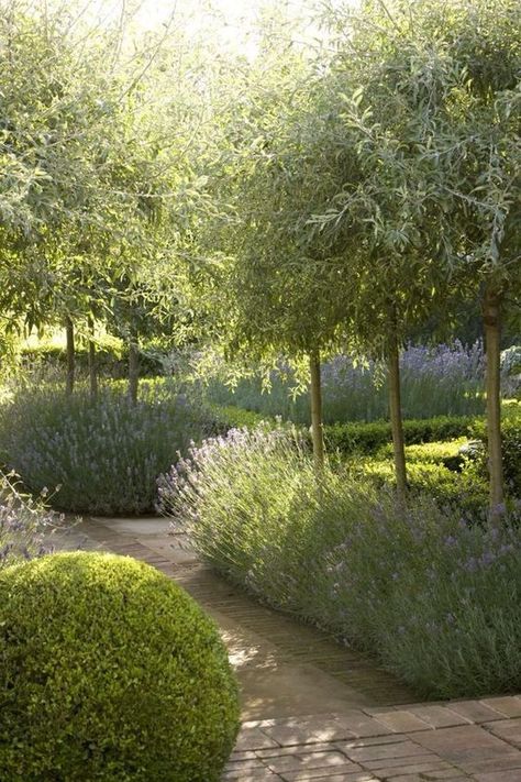 Olive Trees Landscape, Olive Trees Garden, Tuscan Garden, Mediterranean Landscaping, Have Inspiration, Mediterranean Garden, Olive Trees, Formal Gardens, Pergola Patio